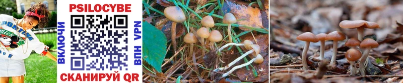 Купить закладки  Нюрба  Галлюциногенные грибы Cubensis 